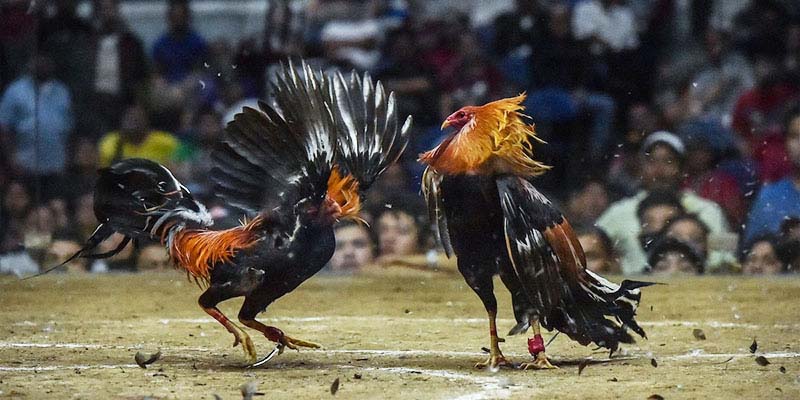 Kinh nghiệm soi kèo trận đấu thông qua đặc điểm ngoại hình