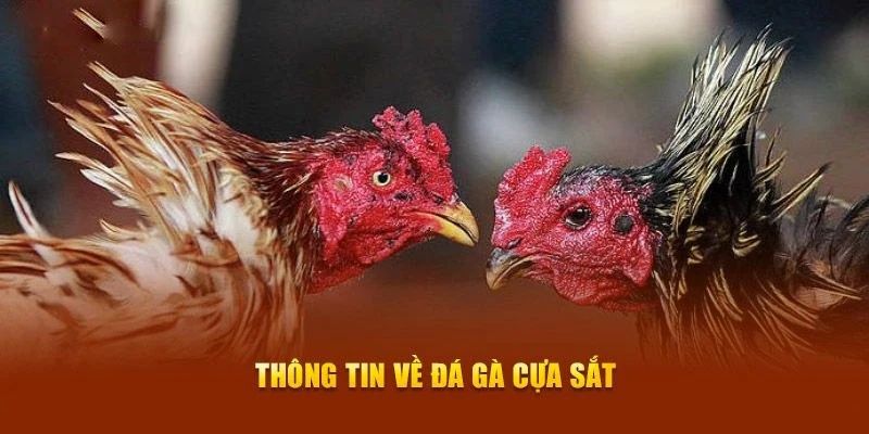 Chơi đá gà cựa sắt uy tín, hấp dẫn tại Hubet 