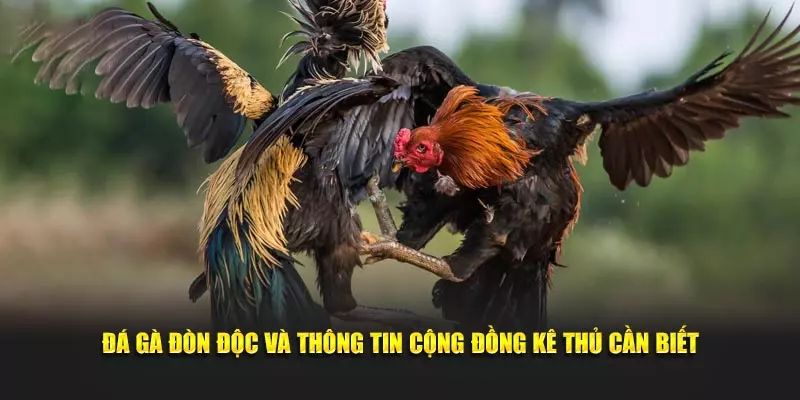 Giới thiệu đá gà đòn – Trò chơi giải trí được nhiều người ưa chuộng