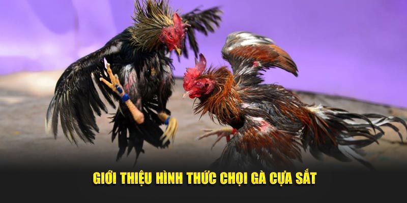 Tổng quan về thể loại đá gà cựa sắt tại Hubet